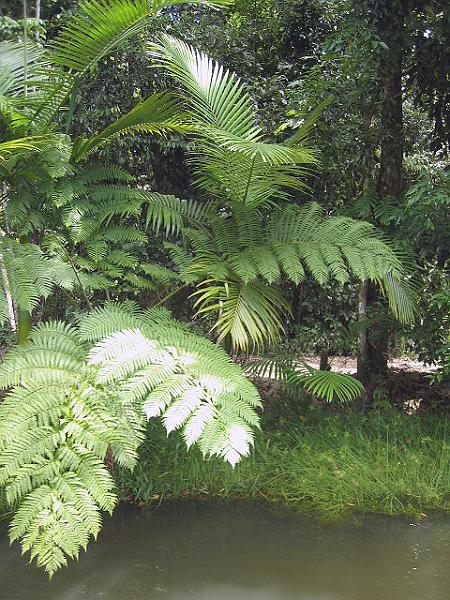 A 407 Rainforest Park a Kuranda.jpg